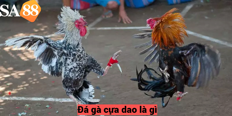 Đá gà cựa dao là gì