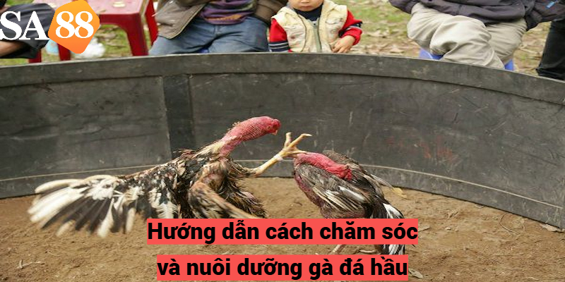 Hướng dẫn cách chăm sóc và nuôi dưỡng gà đá hầu