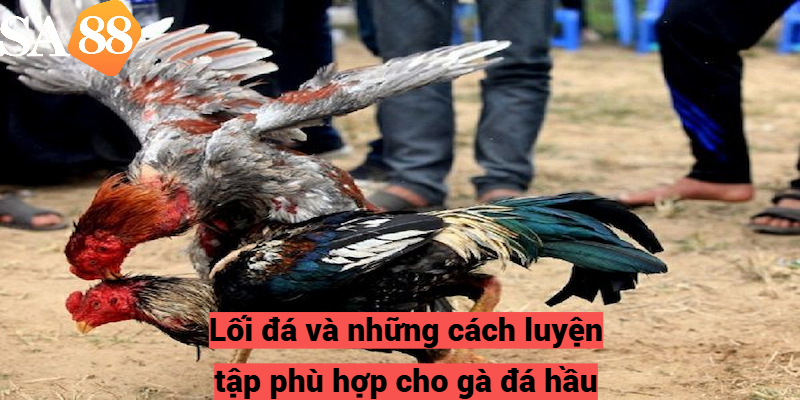 Lối đá và những cách luyện tập phù hợp cho gà đá hầu