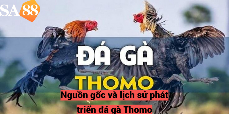 Nguồn gốc và lịch sử phát triển đá gà Thomo