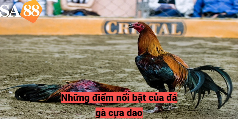 Những điểm nổi bật của đá gà cựa dao