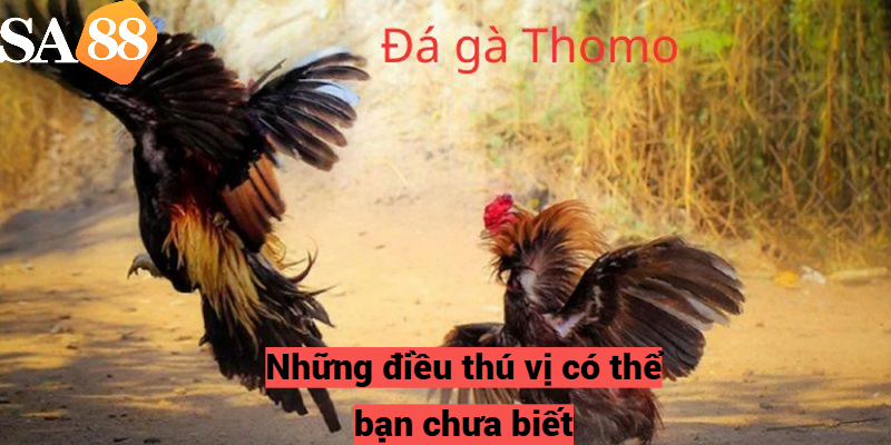 Những điều thú vị có thể bạn chưa biết