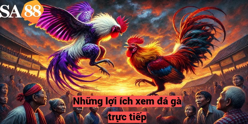 Những lợi ích xem đá gà trực tiếp