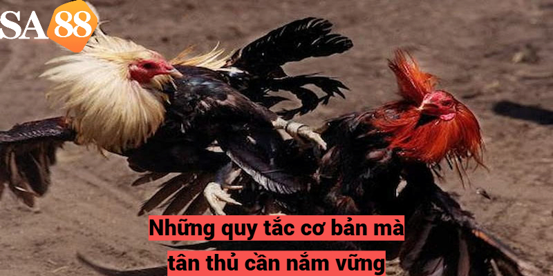 Những quy tắc cơ bản mà tân thủ cần nắm vững